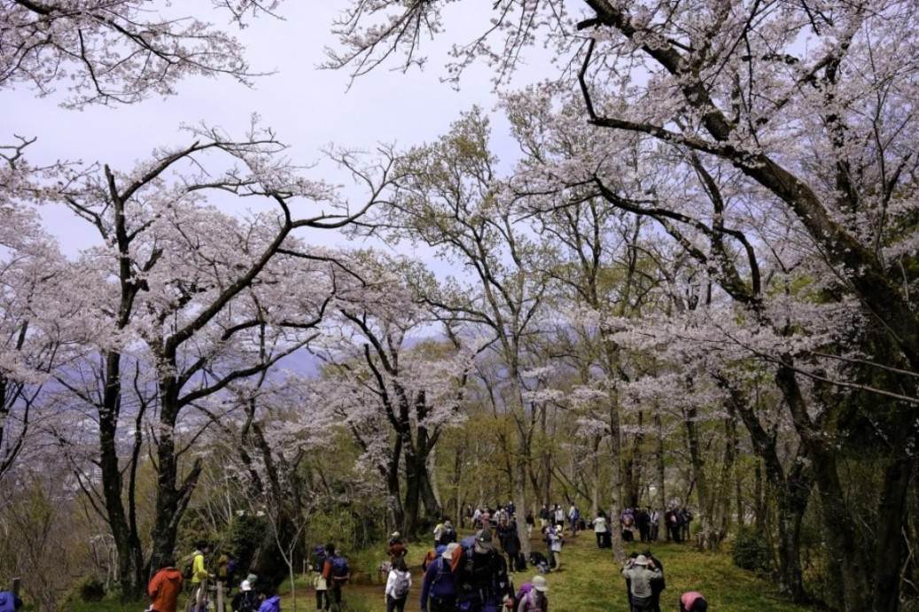 画像: ＜登山入門（縦走）＞『初めて登山におすすめ！浅間山・権現山・弘法山・吾妻山縦走　　富士山も望む　桜の名所　弘法山公園　お花見登山』【秦野駅集合】｜クラブツーリズム