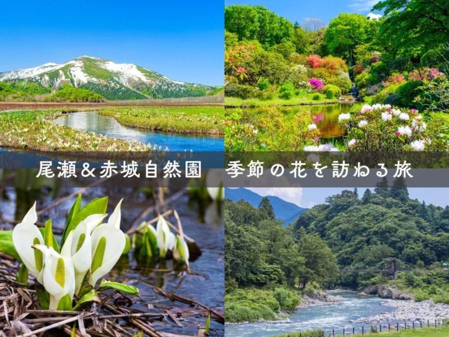 画像: <ハイク初級>『花いっぱいの赤城自然園とミズバショウ咲く初めての尾瀬ケ原ハイキング 2日間』|クラブツーリズム