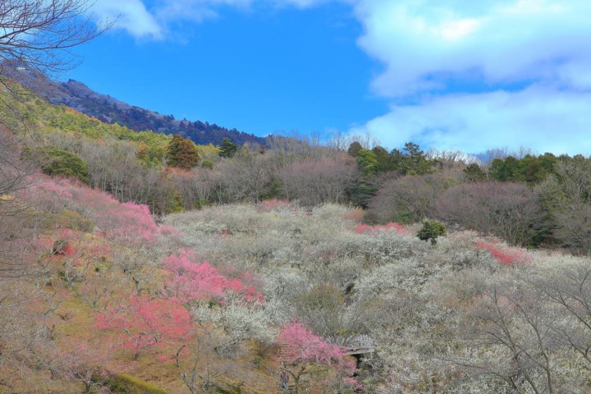 画像: ＜ハイク初級＞『日本百名山・筑波山ハイキングと約1,000本の梅の花 筑波山梅林』【選べる出発地】｜クラブツーリズム