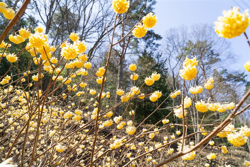 画像: 【女性限定】＜登山入門（縦走）＞楽低山シリーズ　都留アルプス【富士急行線・東桂駅集合】｜クラブツーリズム