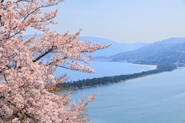 画像: ＜ハイク入門＞『京都・奈良 厳選桜ハイキング ～吉野千本桜・奈良公園・天橋立・石山寺～ 3日間』【東京出発】｜クラブツーリズム