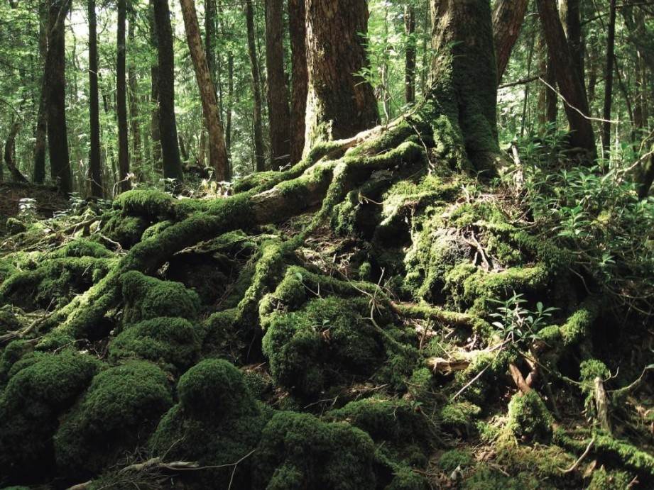 画像: ＜ハイク中級＞『現地ガイドなしでは歩けない！青木ヶ原樹海 奥地ハイキング』【選べる出発地】｜クラブツーリズム