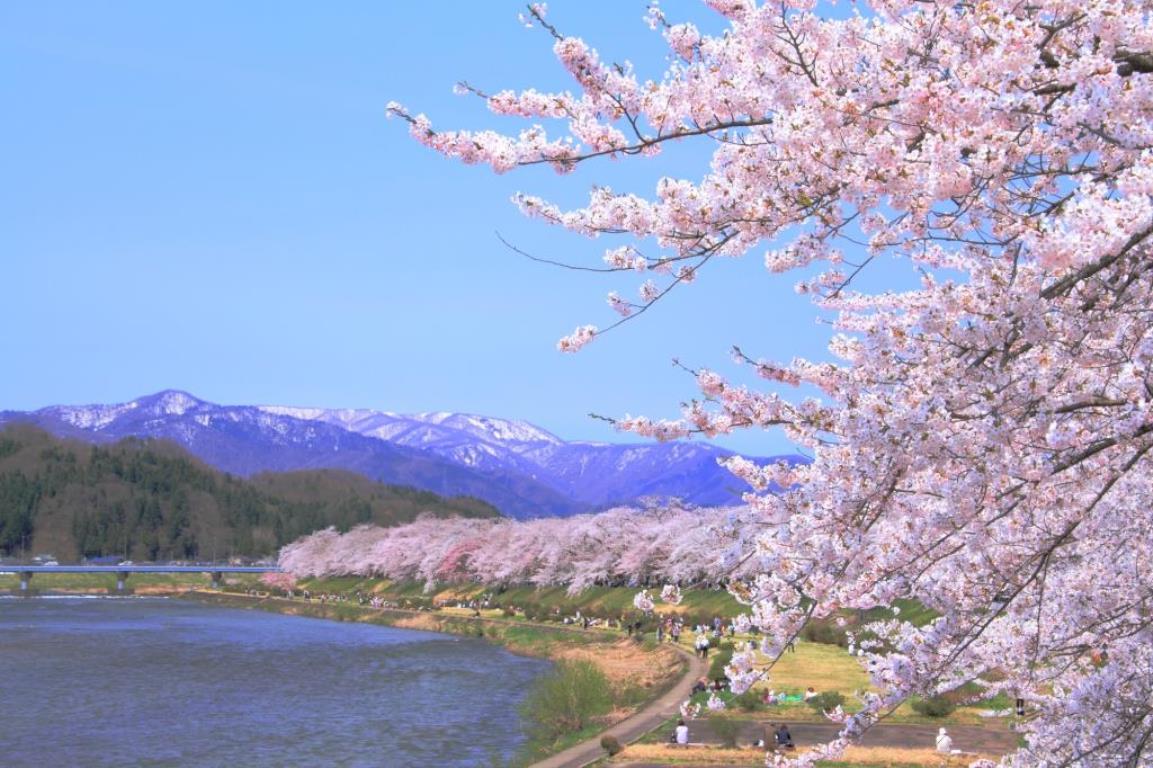 画像: ＜ウォーキング＞『みちのくの古京都 角館・弘前公園・岩木山の桜並木ウォーク　２日間』【東京出発】｜クラブツーリズム