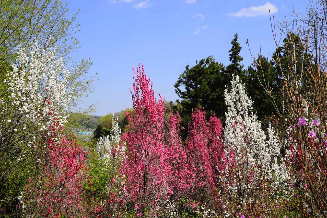 画像: かたくりの里の「ホウキモモ」　※見頃：例年見頃：3月下旬～4月上旬