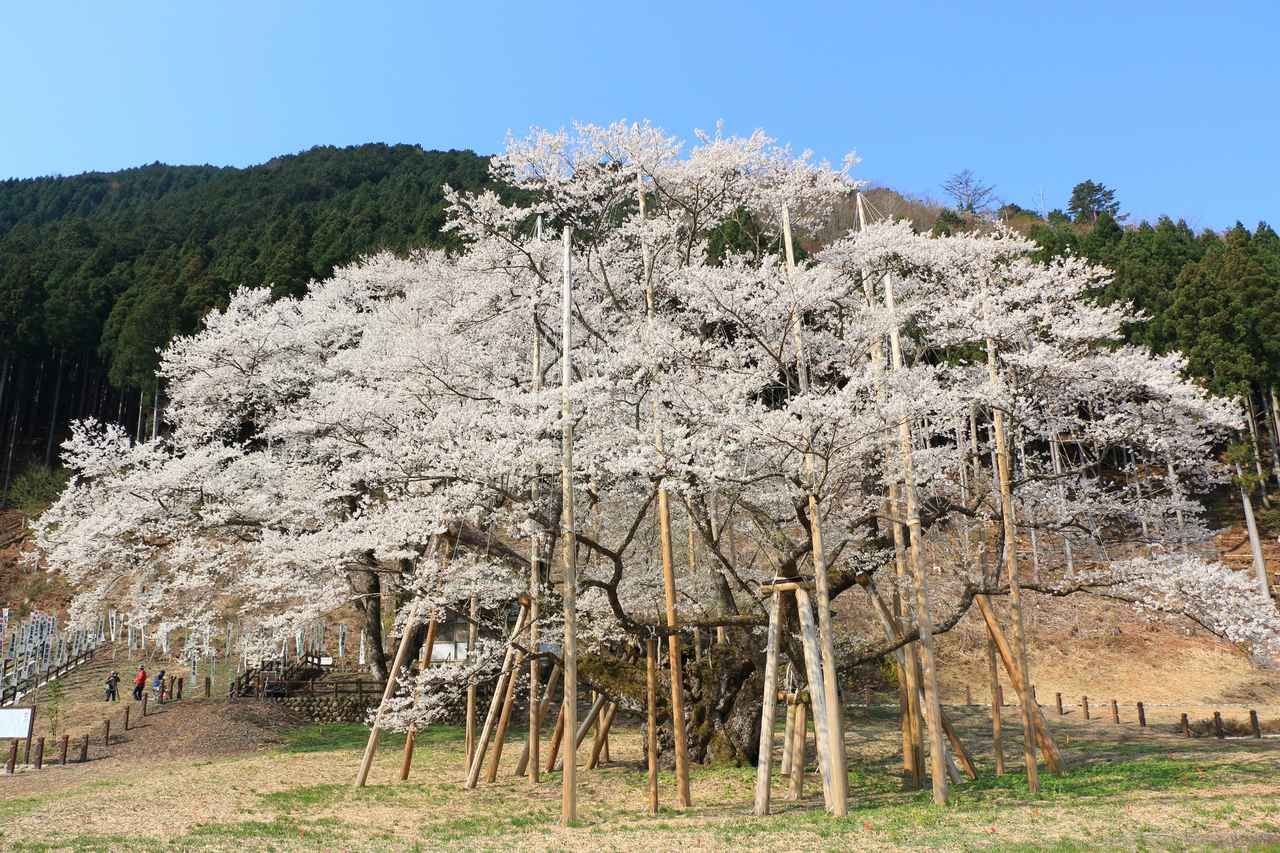 画像: 淡墨桜(イメージ)