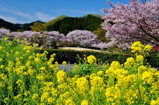 画像1: ＜ハイキング入門＞『いにしえの都 飛鳥の街と一度は見たい吉野千本桜　知られざる桜名所！高見の郷ハイキング　２日間』【東京出発】｜クラブツーリズム