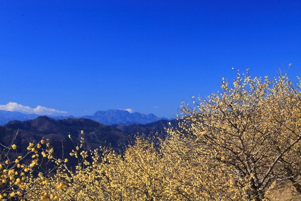 画像: ＜ハイク入門＞『秩父パワースポットにいちご狩り食べ放題も　三峯神社とロウバイ香る宝登山』【選べる出発地】｜クラブツーリズム