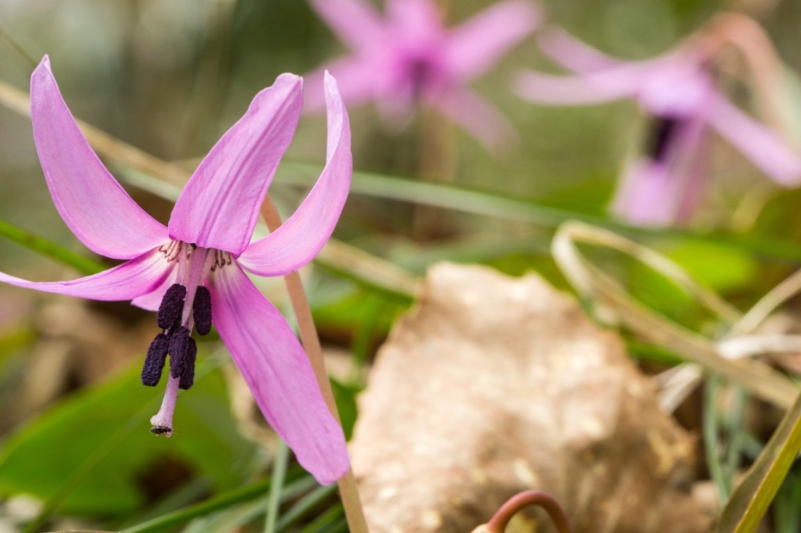 画像: ネイチャーアカデミー　～講座×実地で登山・自然の楽しさを学ぼう～｜クラブツーリズム