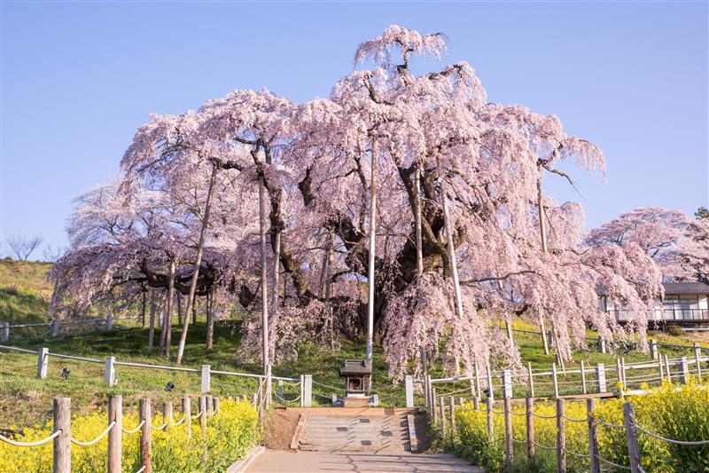 画像: 三春滝桜（イメージ)