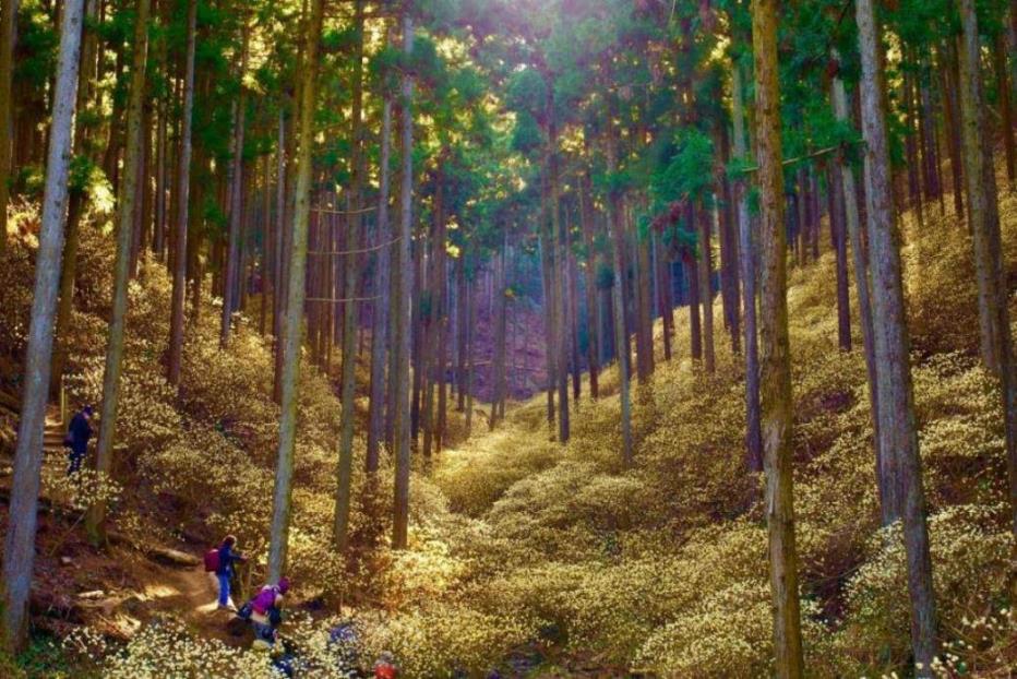 画像: ＜ハイク入門＞ 『とちぎ秘境の花めぐり　甘く香るミツマタ群生地・焼森山と春の花々咲く里山・大柿花山』【選べる出発地】｜クラブツーリズム