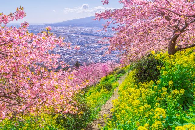 画像: ＜ハイク初級＞『富士の絶景！まつだ河津桜 と 菜花の道 と 真鶴半島ハイキング』【選べる出発地】｜クラブツーリズム