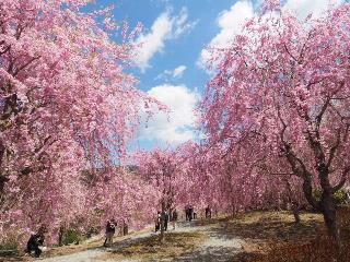 画像: ＜ハイキング入門＞『いにしえの都 飛鳥の街と一度は見たい吉野千本桜　知られざる桜名所！高見の郷ハイキング　２日間』【東京出発】｜クラブツーリズム