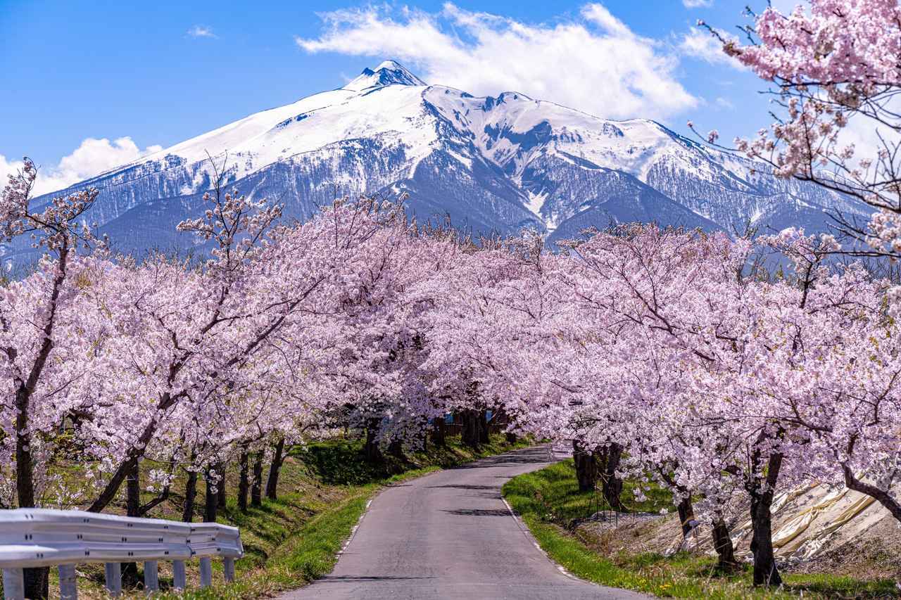 画像: 春のあるき旅にでかけませんか? おすすめ桜スポット10選|ハイキング初心者にもおすすめ【ハイキング・ウォーキングの旅】 - クラブログ ~スタッフブログ~|クラブツーリズム