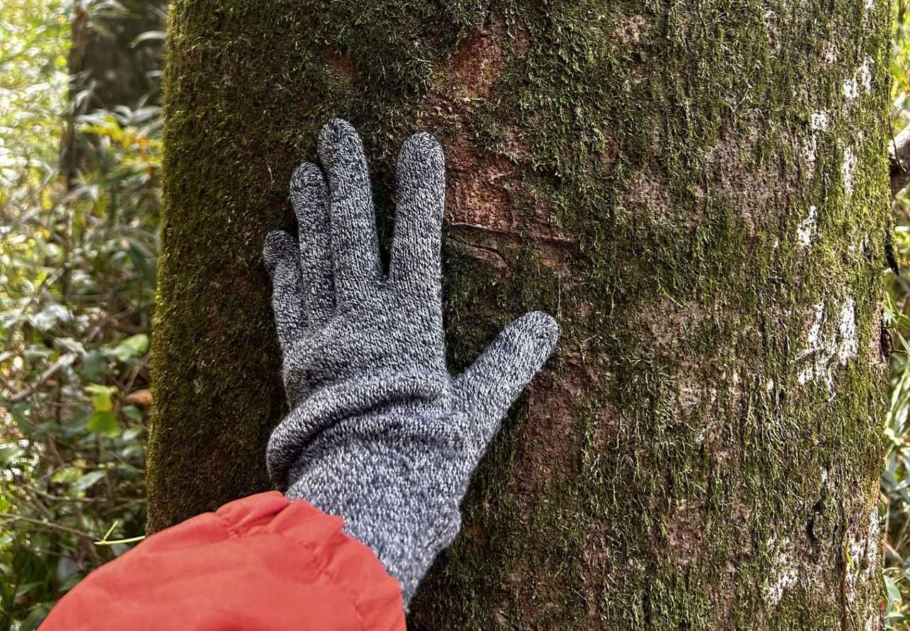 画像: 木々に触れることでなんだかパワーをもらえそうです