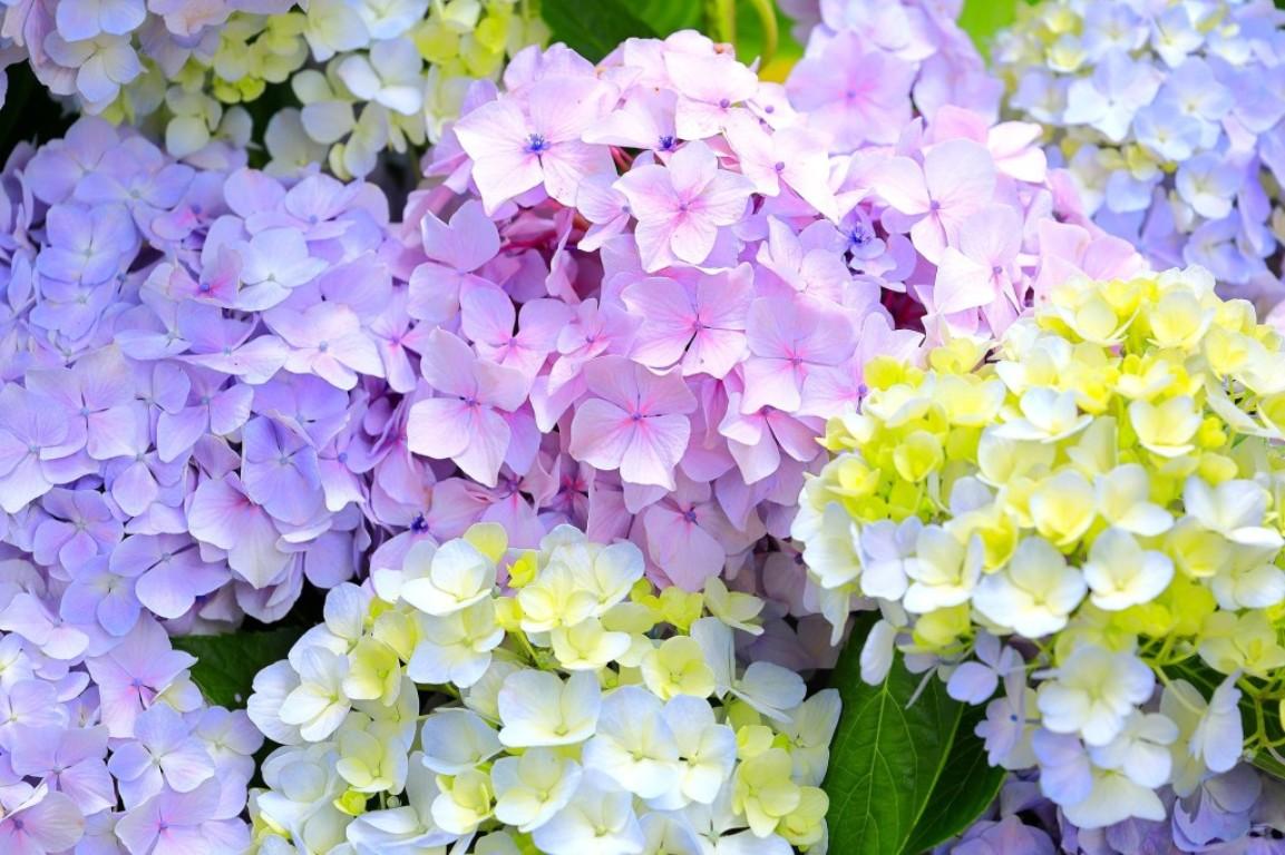 画像: ＜登山入門＞『午年の2026年に登りたい！　5月はツツジ・7月はアジサイ咲く午年ゆかりの地　生駒山・二上山　2日間』【東京・品川・新横浜出発】｜クラブツーリズム