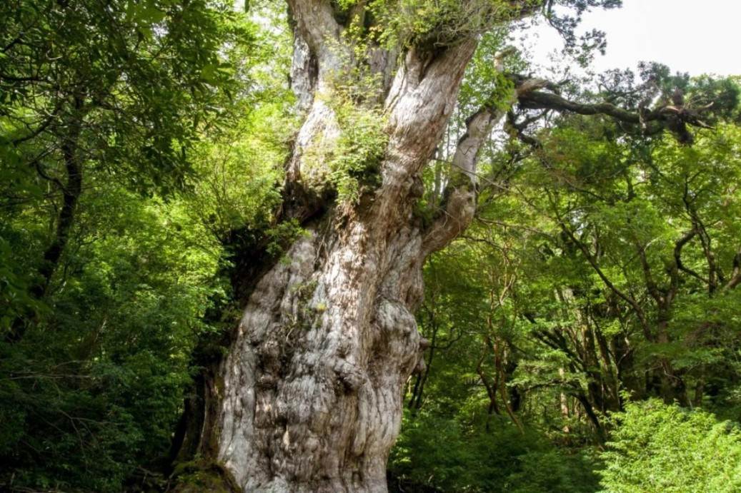 画像: はじめての屋久島