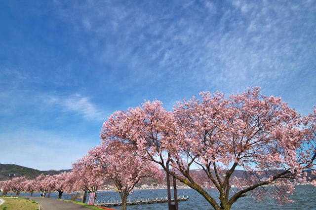 画像: ＜ウォーキング＞『チャレンジ！桜咲く諏訪湖一周ウォーキング』【新宿出発】｜クラブツーリズム