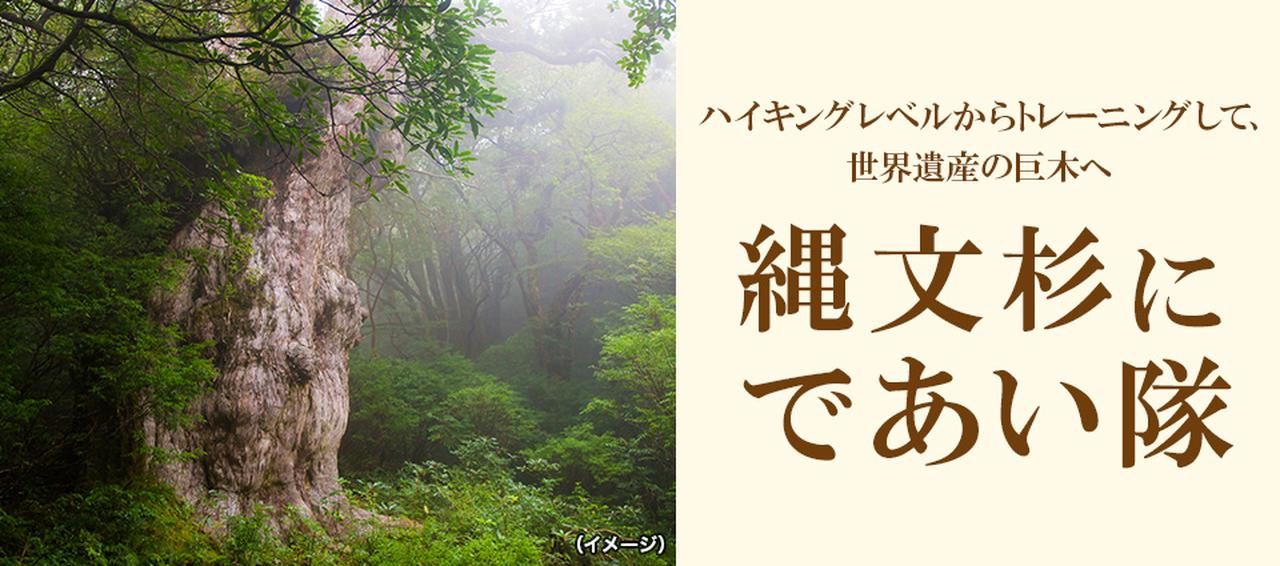 画像: 【シリーズ登山】2026年春スタート「縄文杉に出会い隊」 ~初心者でも大歓迎!世界遺産の巨木に挑戦しよう~ - クラブログ ~スタッフブログ~|クラブツーリズム