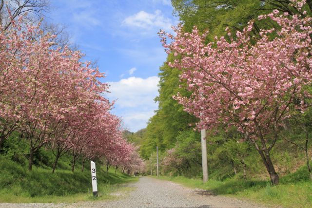 画像: <ハイク入門>『煉瓦の隧道と3万本のケヤキ 旧国鉄篠ノ井線廃線敷遊歩道』【新宿出発】|クラブツーリズム