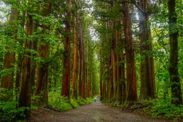 画像: <ハイク初級>『国の登録有形文化財「1815年再建のかやぶき屋根の宿坊」に宿泊 新緑の戸隠古道5社めぐり 2日間』【東京出発】|クラブツーリズム