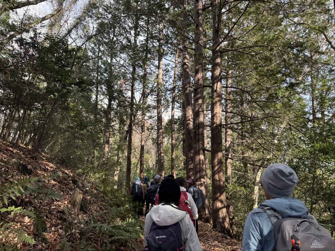 画像: 奥武蔵自然歩道の様子