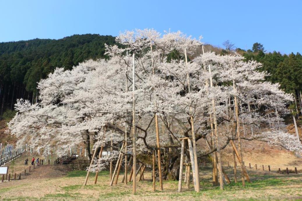 画像: ＜ハイク中級＞『中山道木曽路の桜　宿場町・馬籠宿から妻籠宿ハイキング　日本三大桜「根尾谷淡墨桜」と郡上八幡　2日間』【千葉出発】｜クラブツーリズム