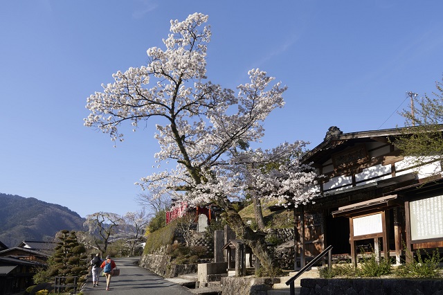 画像: <ハイク中級>『中山道木曽路の桜 宿場町・馬籠宿から妻籠宿ハイキング 日本三大桜「根尾谷淡墨桜」と郡上八幡 2日間』【千葉出発】|クラブツーリズム