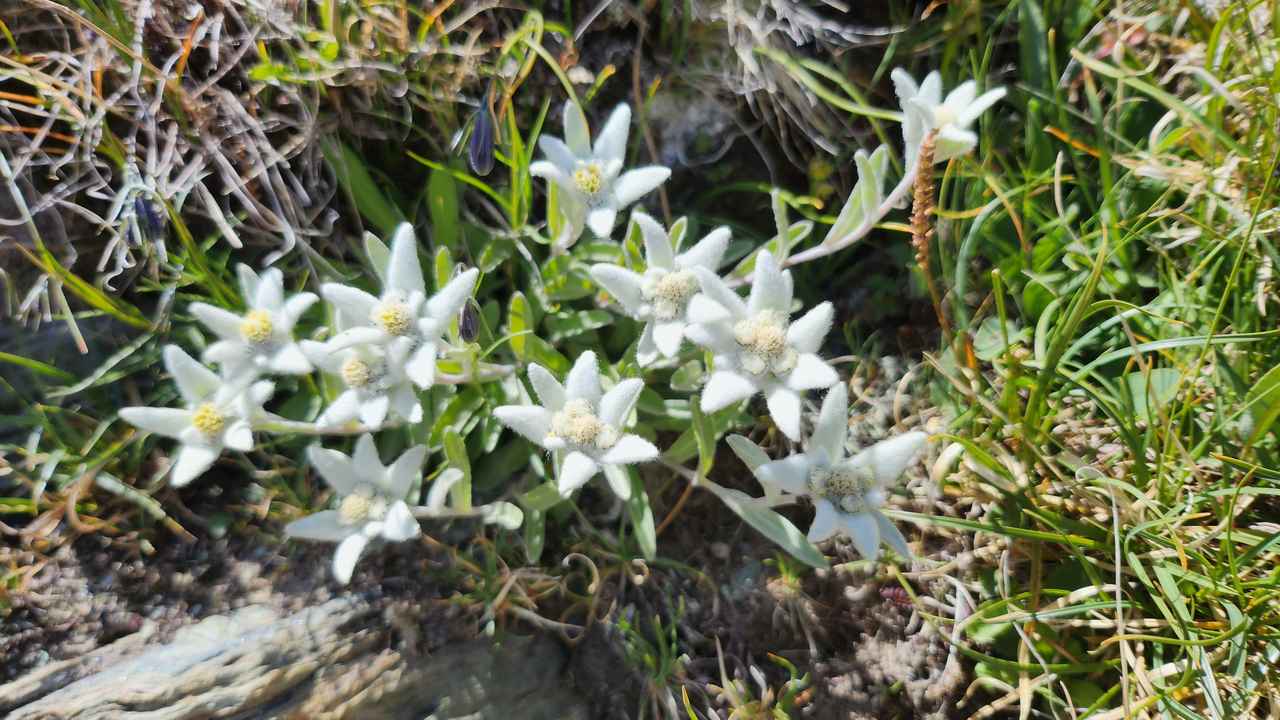 画像3: 【7日目】リッフェルベルグ～ツェルマット～テッシュ～シャモニー（フランス）