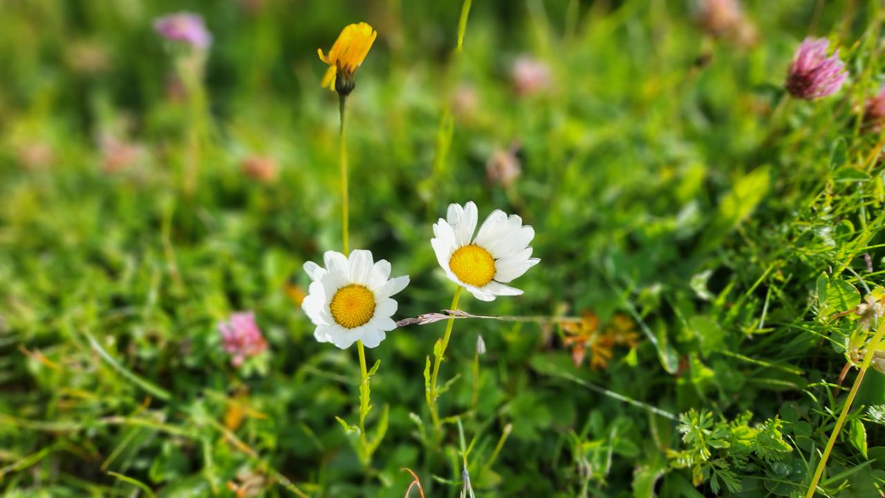 画像2: ＜登山初級A＞『はじめてのスイスアルプストレッキング１０日間』のツアー  現地レポート【世界をあるく】