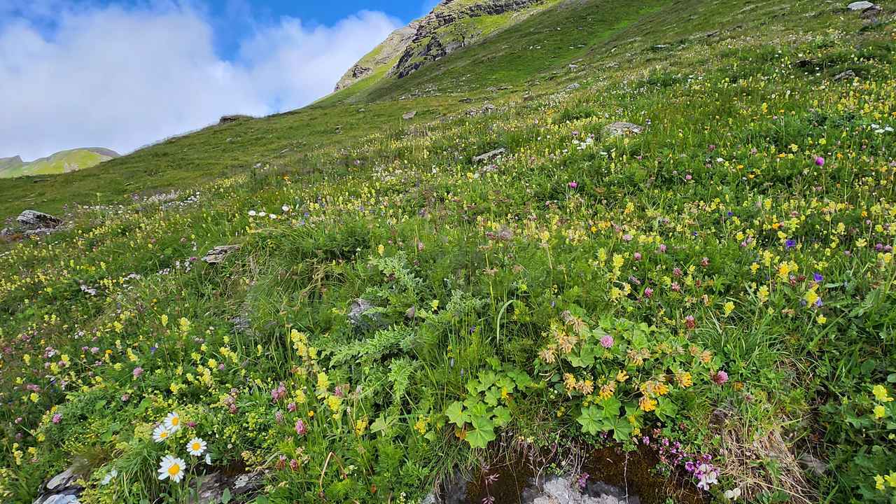 画像3: ＜登山初級A＞『はじめてのスイスアルプストレッキング１０日間』のツアー  現地レポート【世界をあるく】