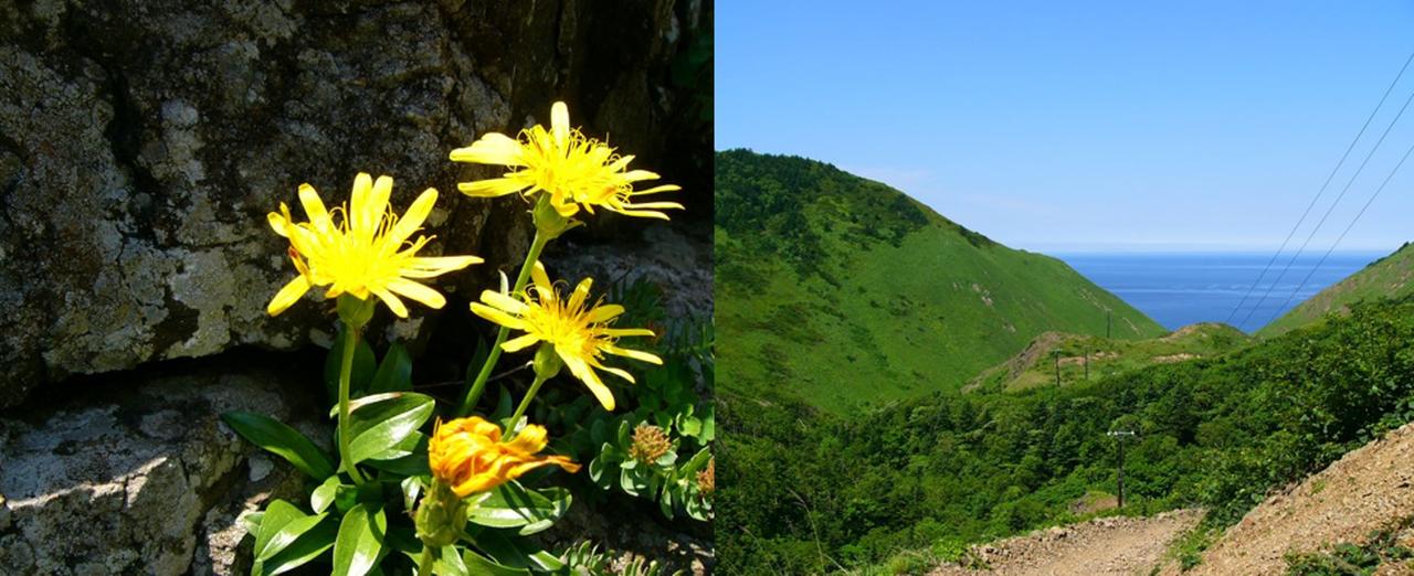画像: 固有種フタナミソウなど約50種類の植物が咲くコースを歩きます　※花の見頃：６月中旬～７月上旬 岩場を好む孤高の花。礼文の名前はついていませんが、礼文固有種のひとつです。