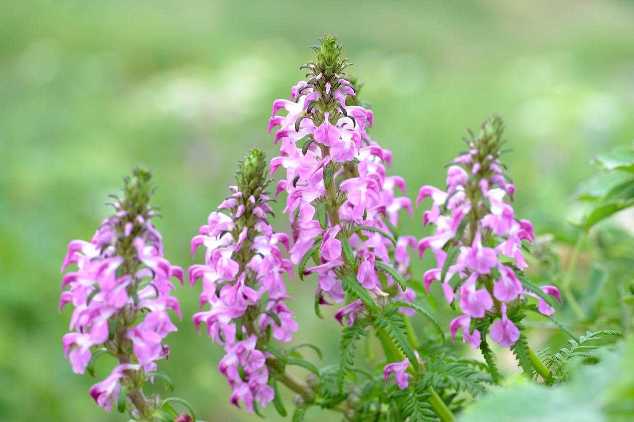 画像: レブンシオガマ　※花の見頃：6月～8月 淡いピンク色の小さな花を穂のように重ねて咲かせる可憐な姿をもつ。ヨツバシオガマに比べて大きく成長するのが特徴です。