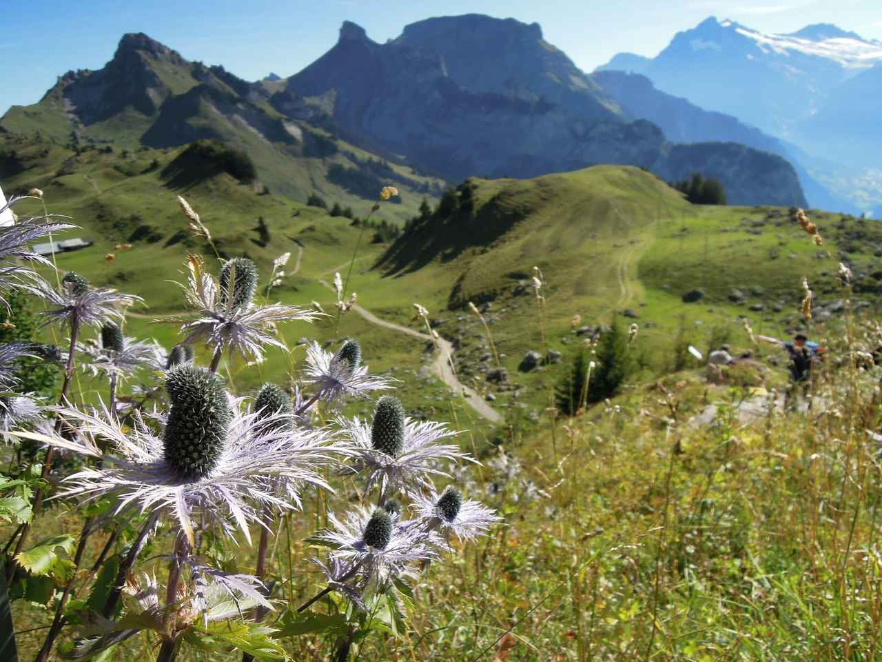 画像5: 【4日目】グリンデルワルト～シーニゲプラッテ