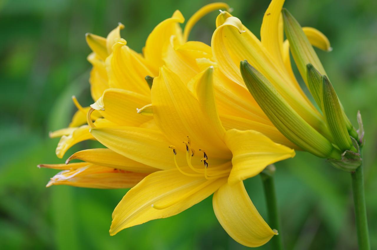 画像: エゾカンゾウ　※花の見頃：6月中旬～8月上旬 北海道では海岸沿いの草地や湿った平地で見られます。ニッコウキスゲと同じ植物ですが北の気候に適応した形態になっています。