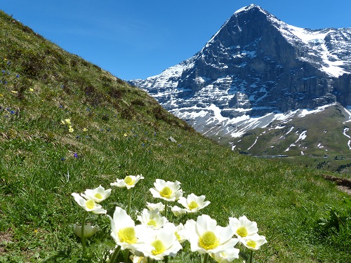 画像3: 【3日目】グリンデルワルト