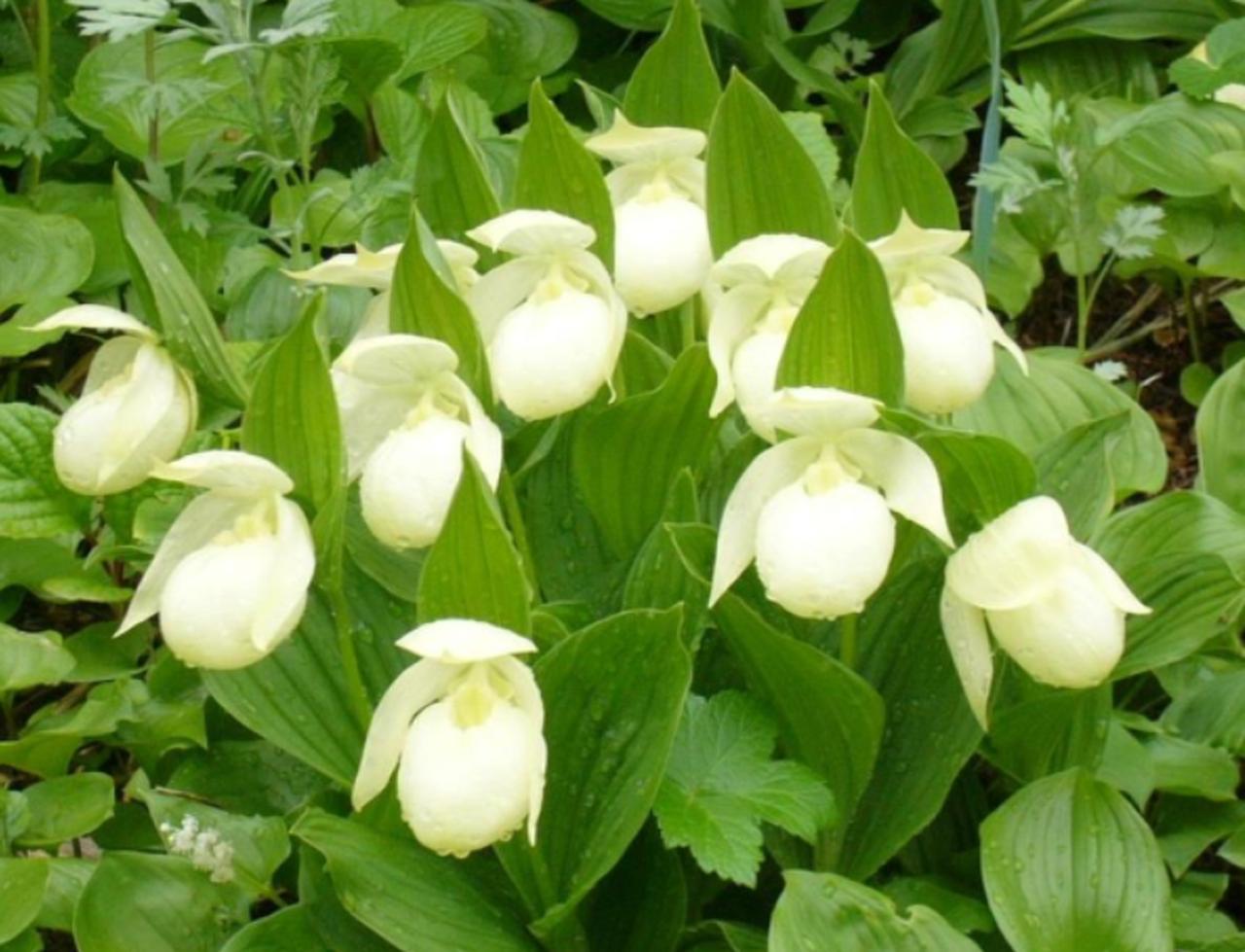 画像: レブンアツモリソウ※花の見頃：5月下旬～6月中旬 北海道や本州に分布するアツモリソウは通常、あずき色や赤紫色など濃い色の花を咲かせますが、淡いクリームまたは白色の花であるのがレブンアツモリソウの特長です。