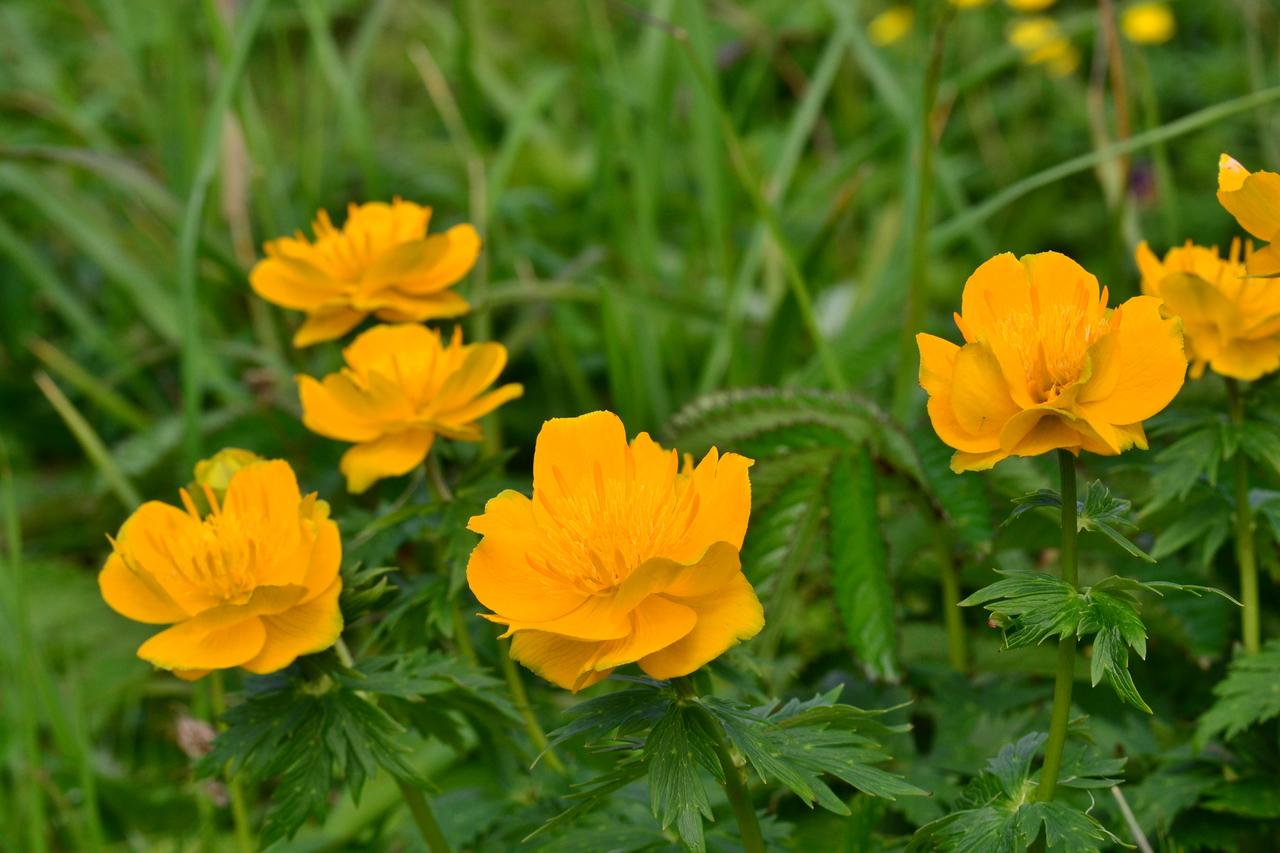 画像: レブンキンバイソウ　※花の見頃：6月上旬～下旬 花びらに見えるのはガクで、その内側にあるおしべのように見えるのが花びらなんです。礼文固有種で大きな花が特徴です。