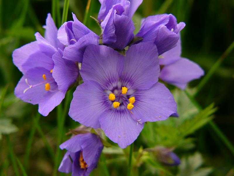 画像: レブンハナシノブ　※花の見頃：6月～7月上旬 澄んだ青紫色の花を咲かせる礼文固有種のレブンハナシノブが風に揺れる繊細な姿は礼文を象徴する風景のひとつです。