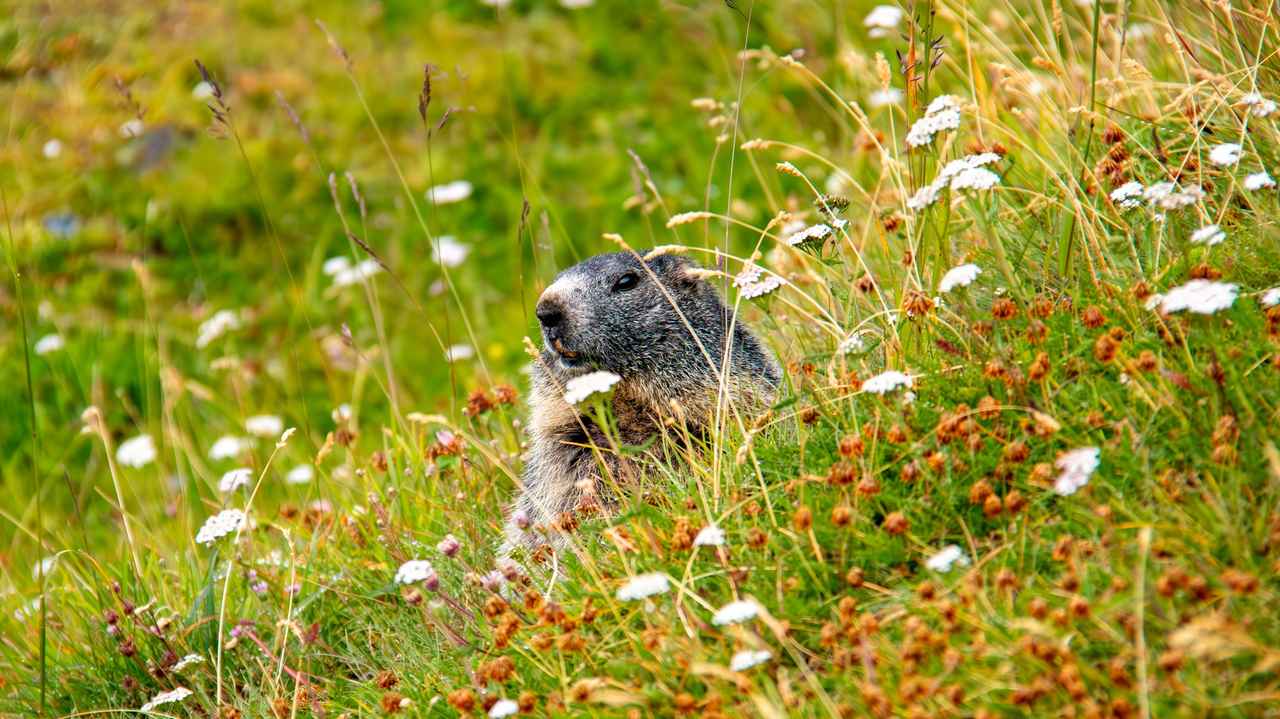 画像3: 【4日目】グリンデルワルト～シーニゲプラッテ