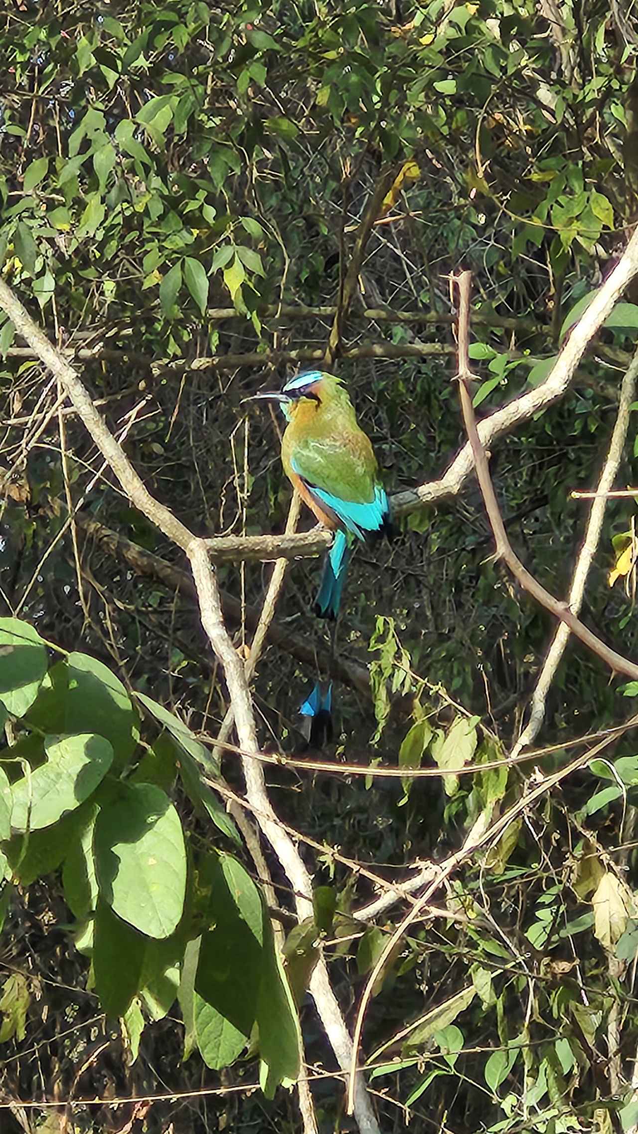 画像 : 1番目の画像 - チチェン・イッツァ遺跡ハイライト - クラブログ ～スタッフブログ～｜クラブツーリズム