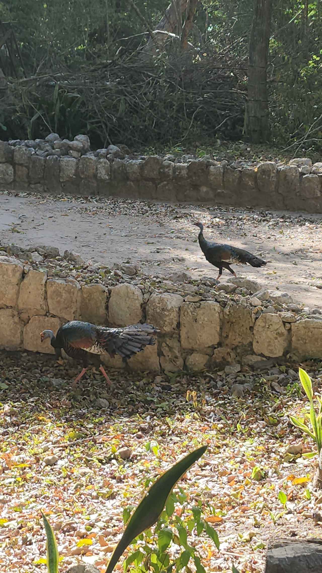 画像 : 3番目の画像 - チチェン・イッツァ遺跡ハイライト - クラブログ ～スタッフブログ～｜クラブツーリズム