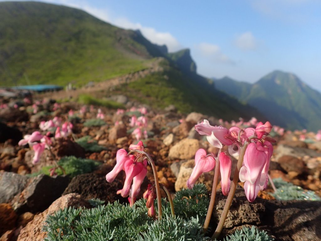 画像: 硫黄岳のコマクサ（イメージ）