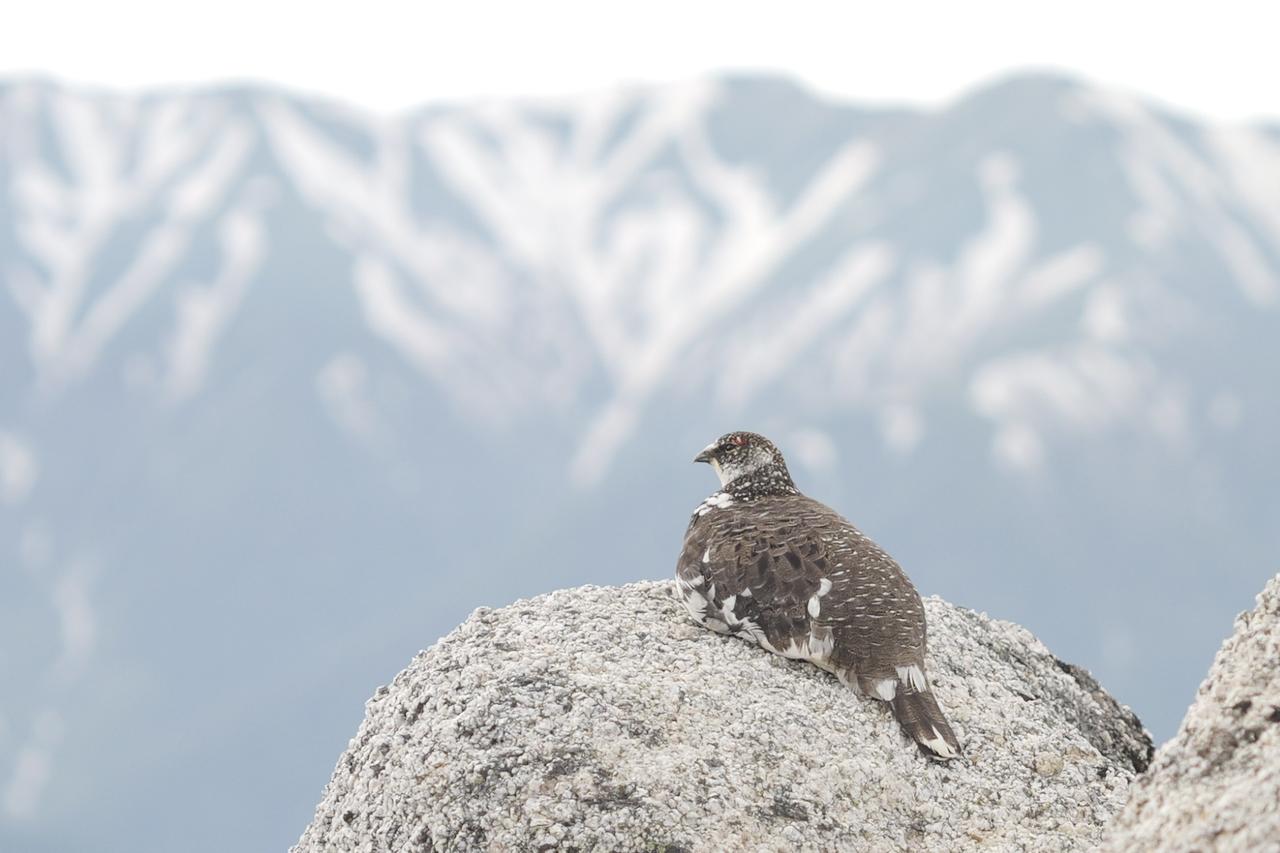 画像: 燕岳のライチョウ（写真：山下舞弓さん提供）
