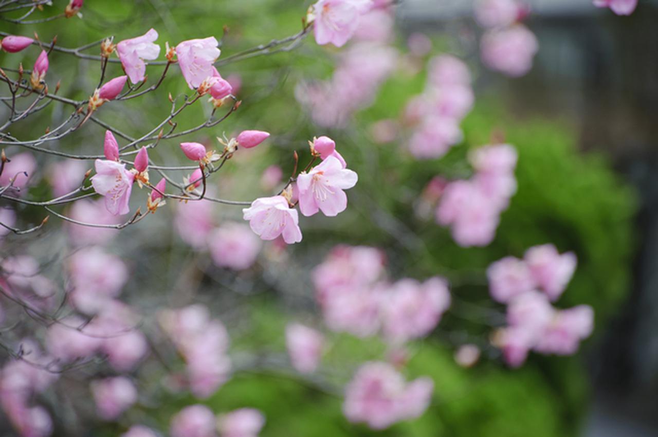 画像2: 春(3～6月)におすすめの山17選｜春の花咲く登山・ハイキング