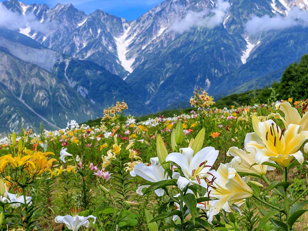 画像: フラワーハイキング・登山 花を愛でる旅・ツアー【関東発】│クラブツーリズム