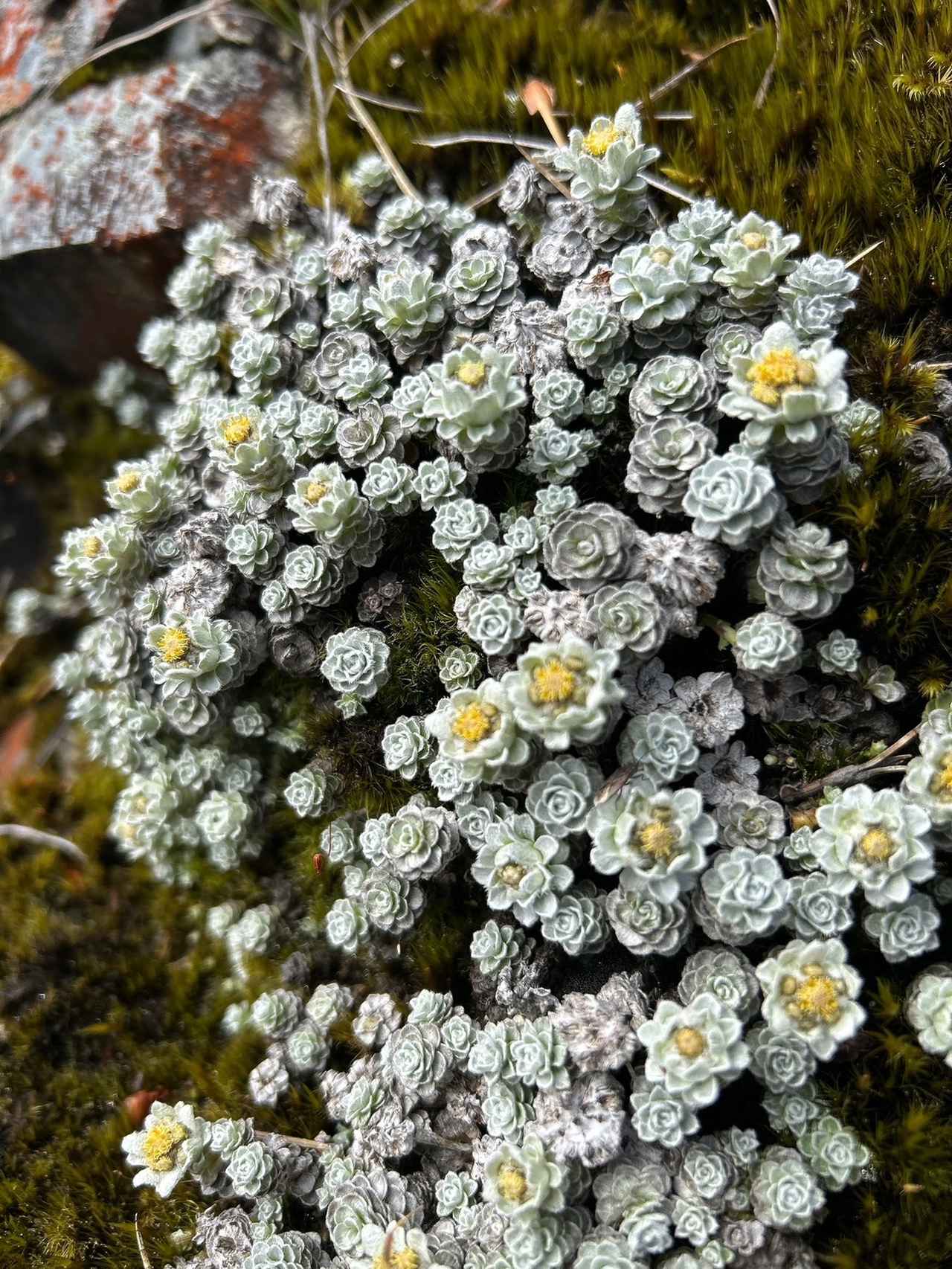画像10: <登山初級A>『花のニュージーランド 南島大満喫ハイキング8日間』のツアー 現地レポート【世界をあるく】