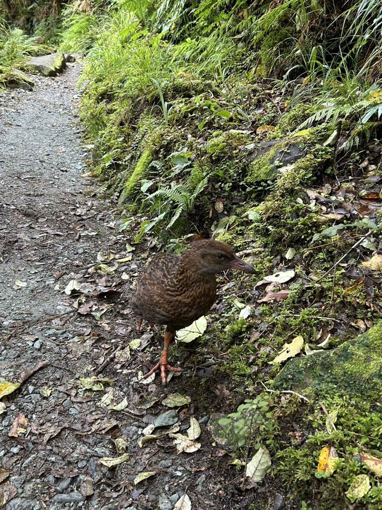画像5: <登山初級A>『花のニュージーランド 南島大満喫ハイキング8日間』のツアー 現地レポート【世界をあるく】