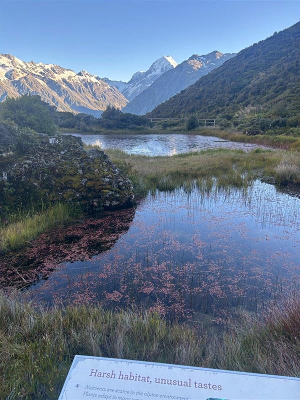 画像: 【4日目】サザンアルプス展望:レッドターンズ・トレッキング→テ・アナウへ 歩行:約2時間/標高差:約300m <登山入門>