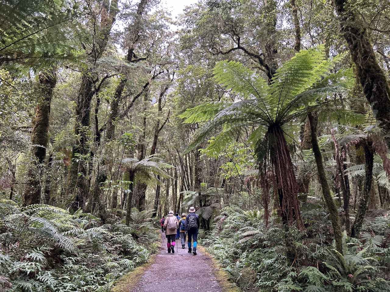 画像2: 【5日目】世界遺産:ミルフォードトラック1日ハイキング 歩行:約3時間30分/ほぼ平坦 <ハイク初級>