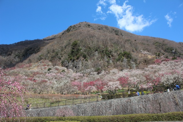 画像: 天覧山山頂